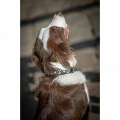 French Equestrian Penelope Pearl Dog Collar