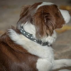 French Equestrian Penelope Pearl Dog Collar