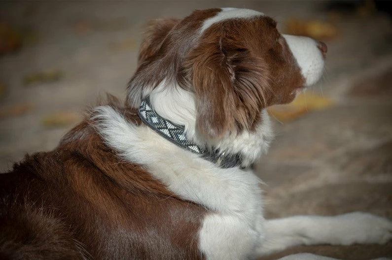 French Equestrian Penelope Pearl Dog Collar