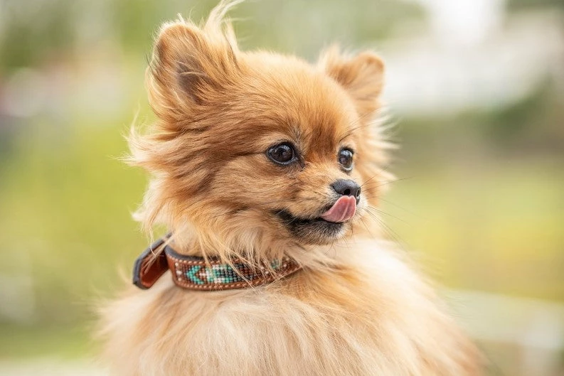 French Equestrian Penelope Pearl Dog Collar