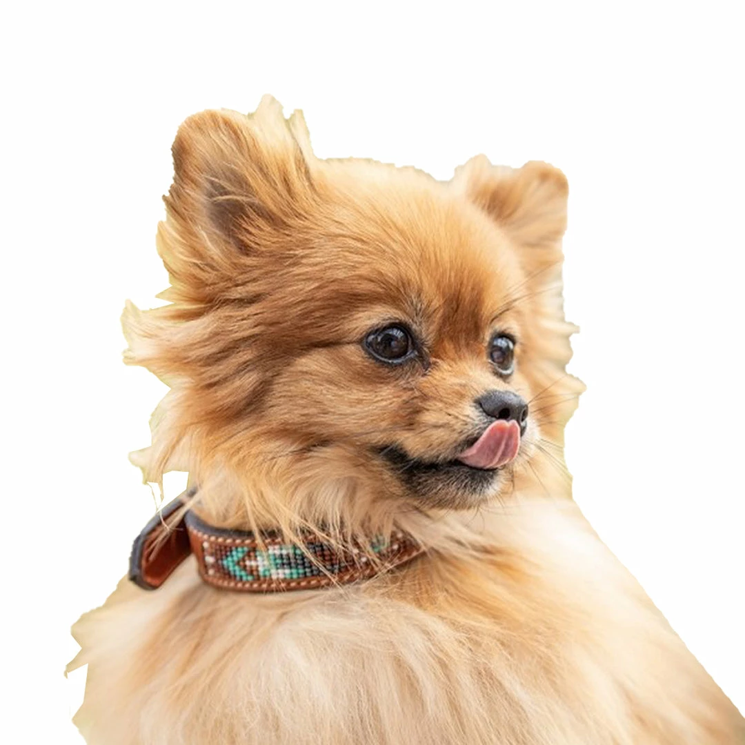 French Equestrian Penelope Pearl Dog Collar