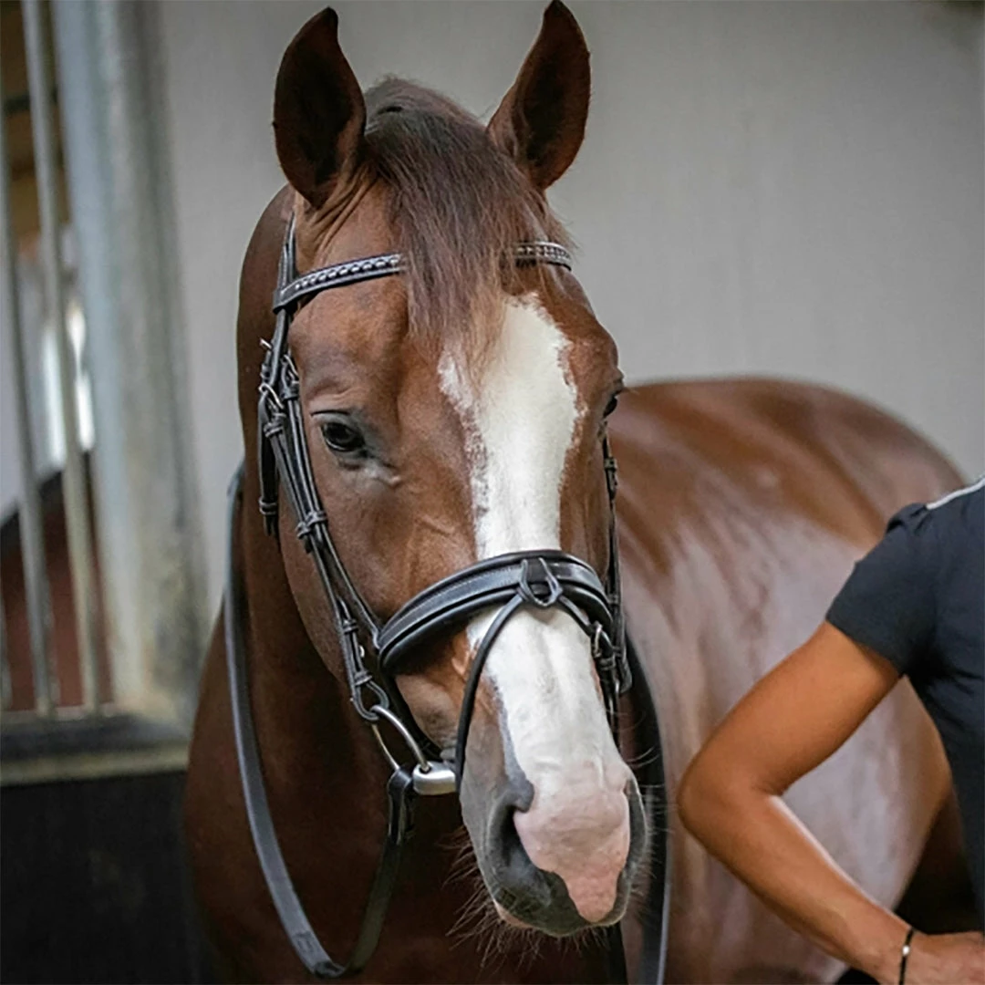 French Equestrian Penelope Daily Bridle