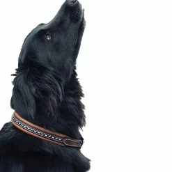 French Equestrian Penelope Dog Collar Horse Blankets & Stable Sheets