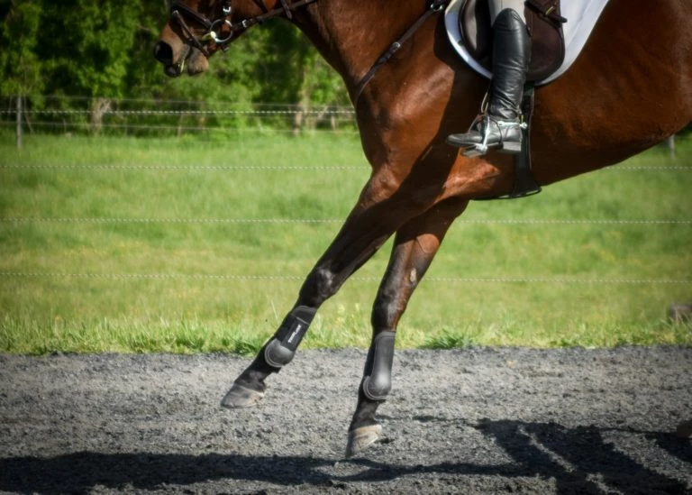 ThinLine Open Front Tendon Schooling Horse Boot
