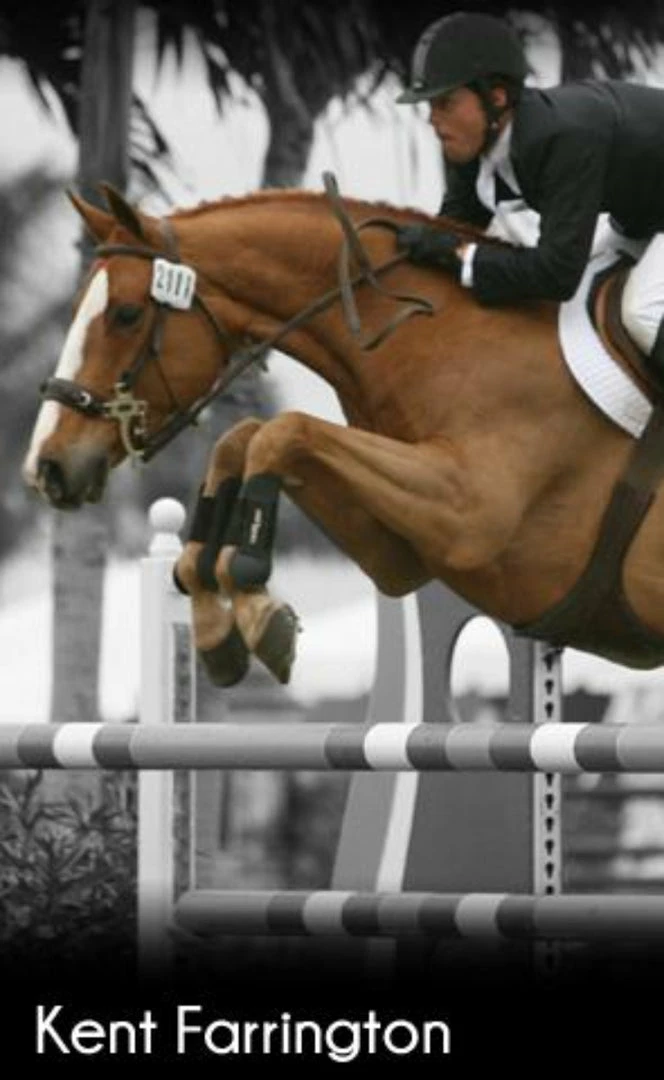 ThinLine Open Front Tendon Schooling Horse Boot