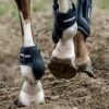 ThinLine Ankle Schooling Horse Boot