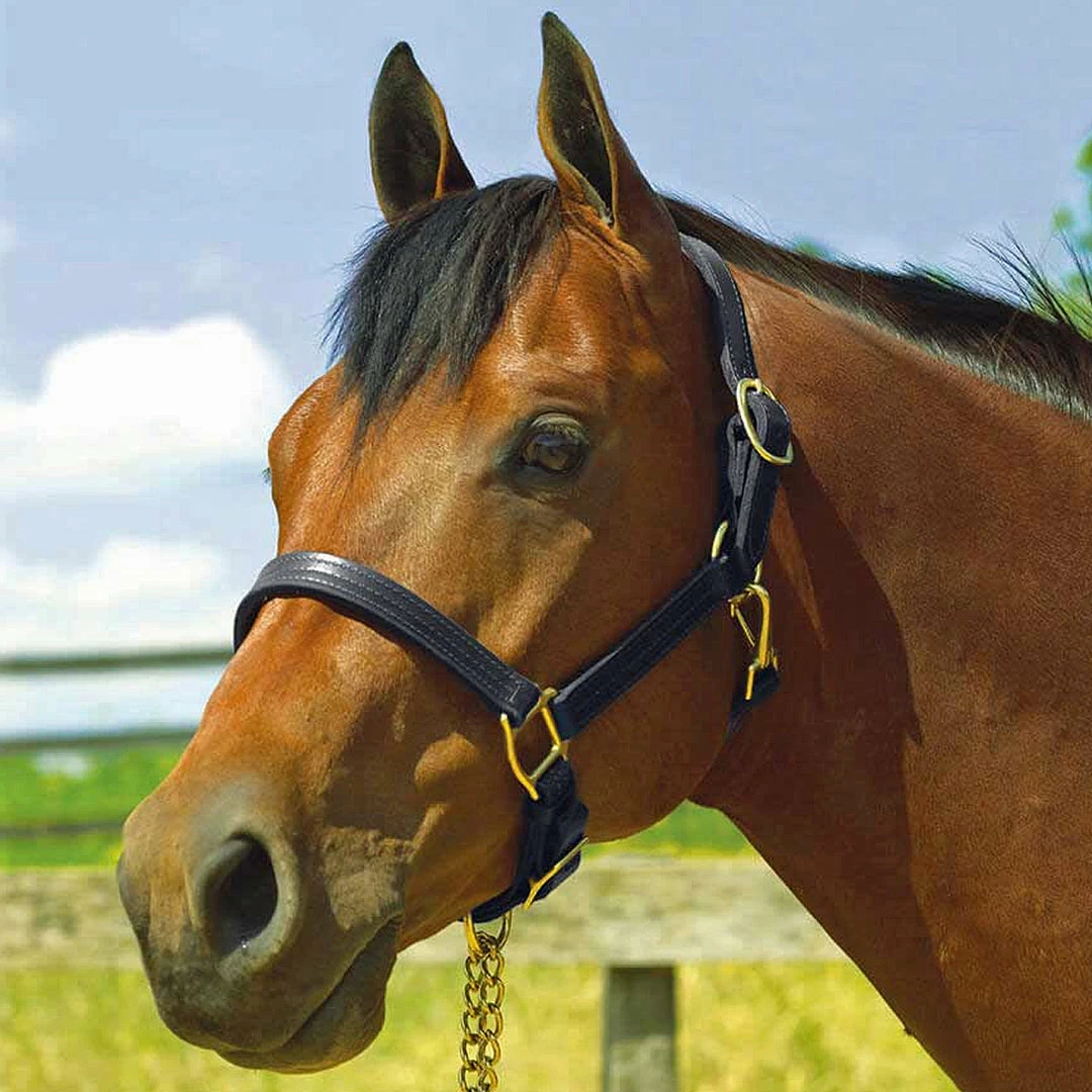 Perri's Leather Perri's 1" Leather Show Halter