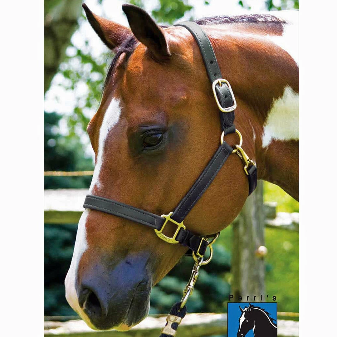 Perri's Leather Perri's 1" Leather Show Halter