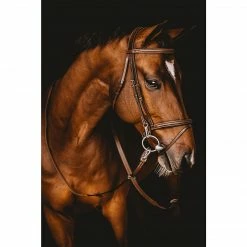Samshield Arion French Noseband Training Bridle English Bridles