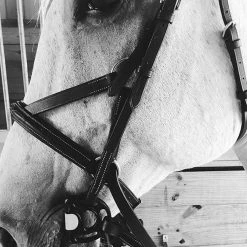 Frantisi Acavallo Sensitive Bit