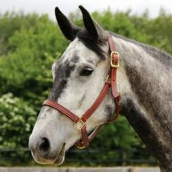 Walsh British Halter Halters & Leads