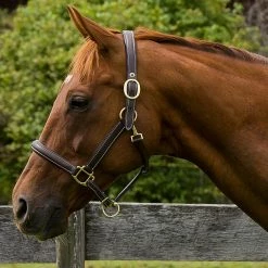 JPC Equestrian HDR Kushy Plain Raised Halter With Flat Cheek Pieces