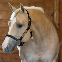 Perri's Leather Turnout Halter Halters & Leads